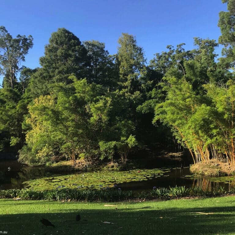 2018-March-15-Mount-Coottha-Botanic-Gardens-Brisbane-Lagoon-and-bamboo
